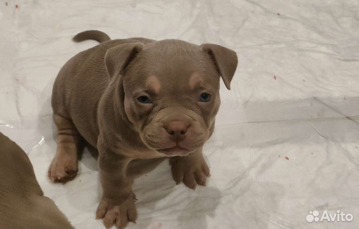 Американский булли xl