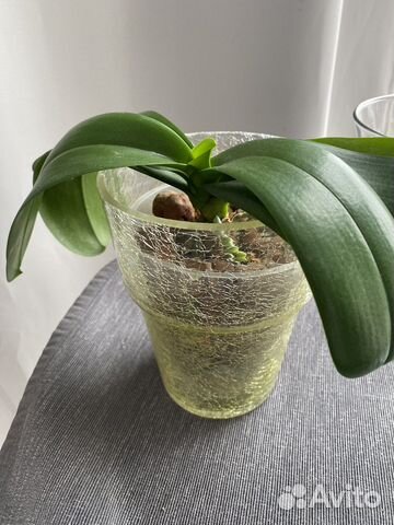 Кашпо ваза для орхидеи Икеа