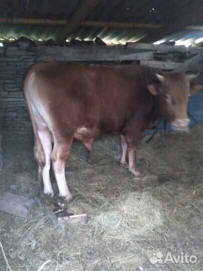 Бык и телка