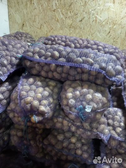 Средний картофель