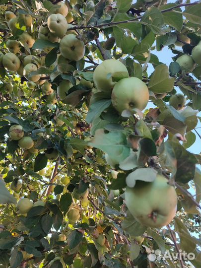 Яблоки, помидоры,огурцы