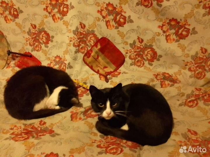 Кошки в добрые руки бесплатно