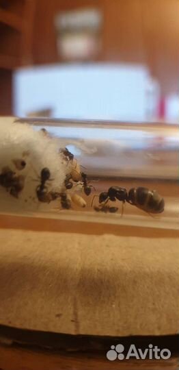 Lasius niger