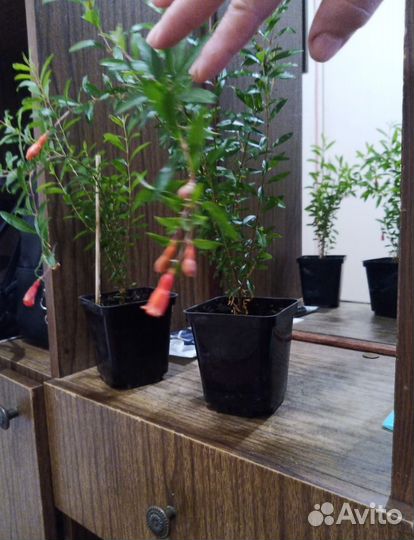 Гортензия,декоративный комнатный гранат