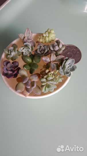 Суккуленты, эхеверии, набор черенков