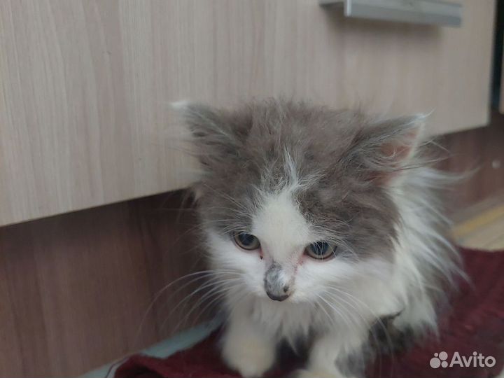 Котята в дар