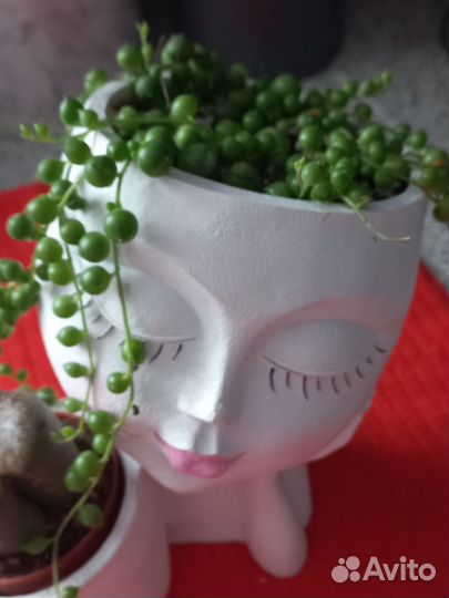 Крестовник роули