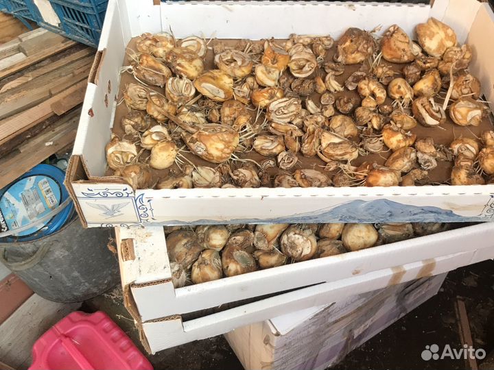 Луковицы рябчика.желтый и полосатый смесь