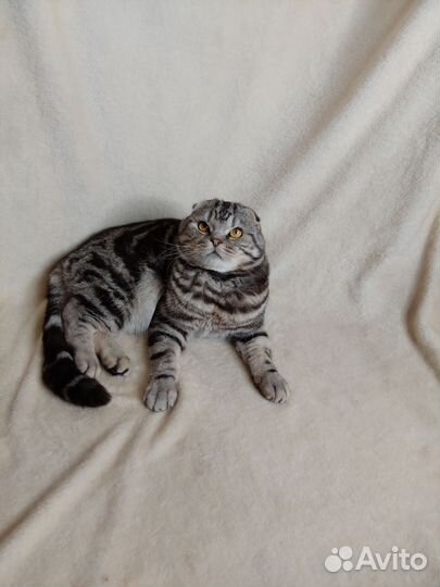 Шотландский вислоухий кот