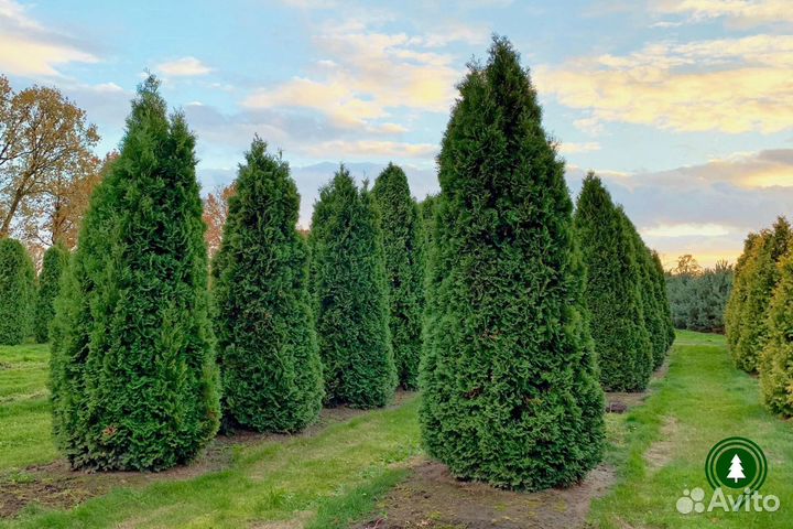 Туя Брабант экстра из питомника
