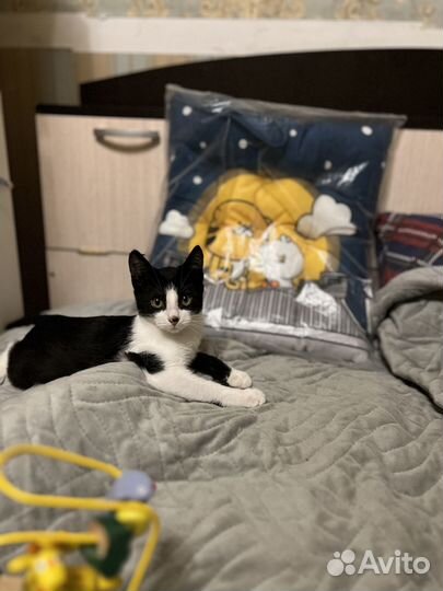 Котенок 3,5 месяца ищет дом