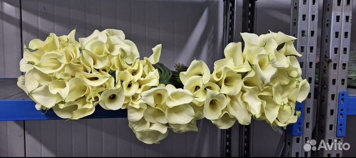 Каллы:Свежее поступление