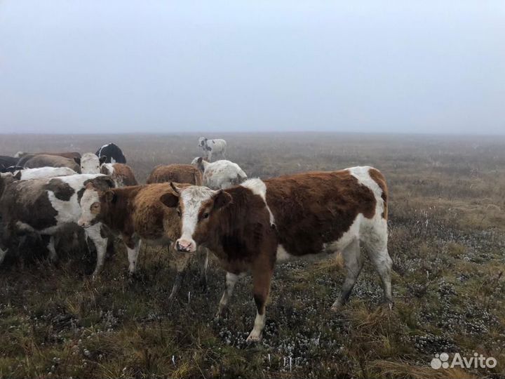 Бычки и телята