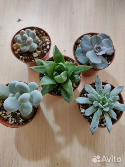Продаю и раздаю излишки суккулентов