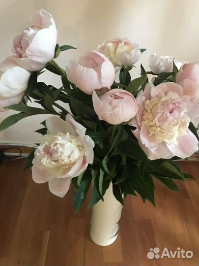 Пионы саженцы