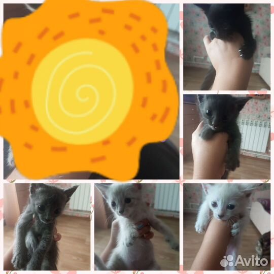 Кошки в добрые руки бесплатно
