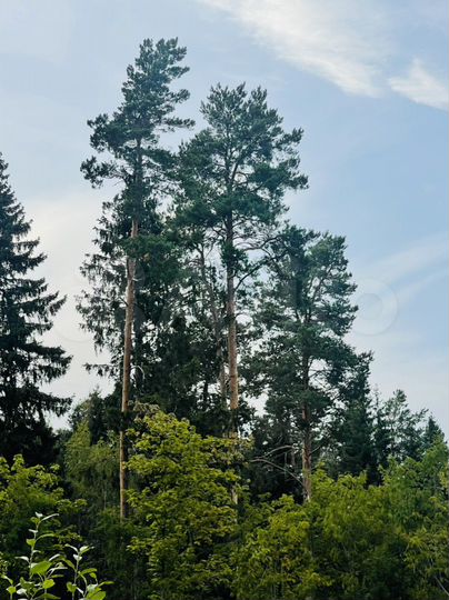 Участок 29 сот. (СНТ, ДНП)