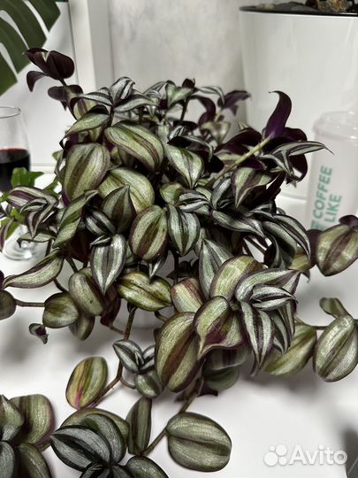 Традесканция зебрина