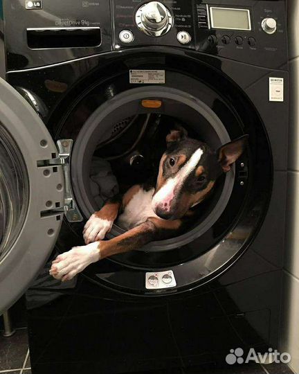 Кинология, коррекция