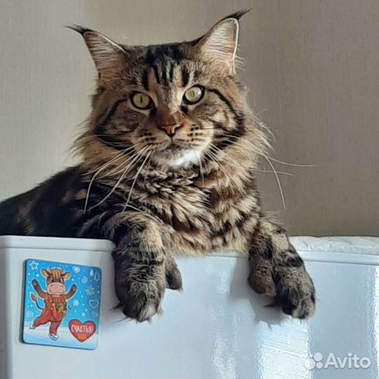 Мейн-кун вязка