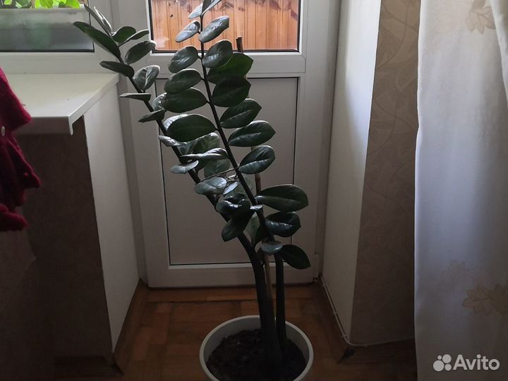 Замиокулькас