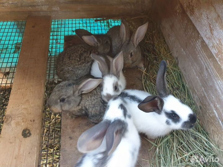 Кролики строкач