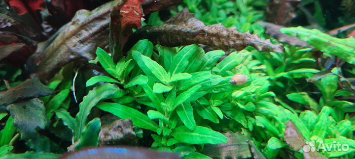 Аквариумные растения