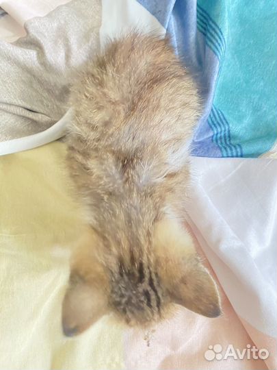 Отдам в добрые руки