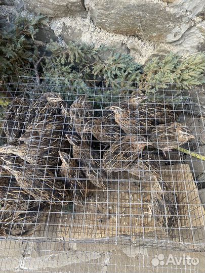 Яйцо перепелиное пищевое и инкубационное