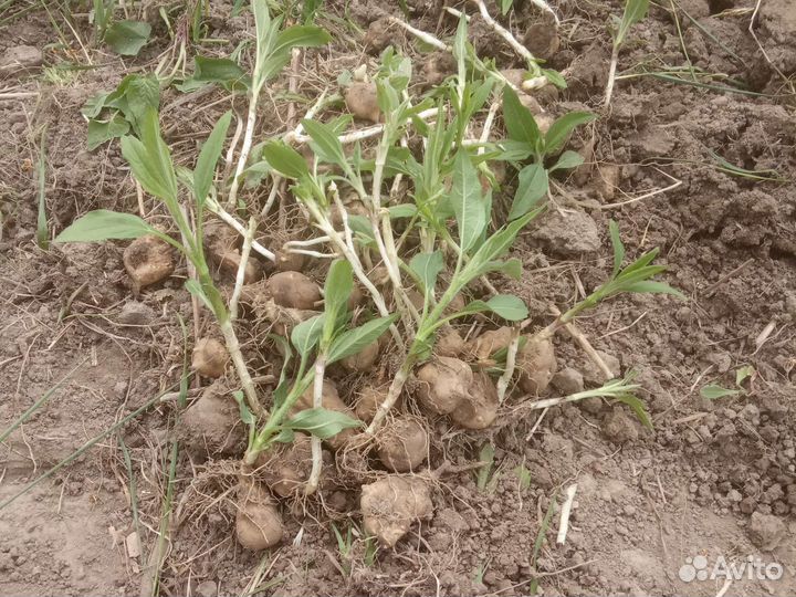 Топинамбур