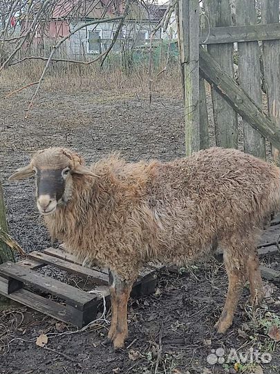 Чешский козёл и козочка, овцы