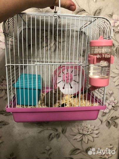 Хомячки с клеткой