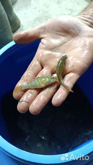 Живец ротан