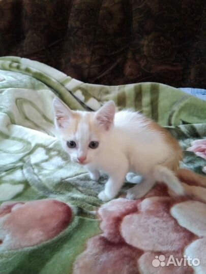 Отдам в добрые руки котенка