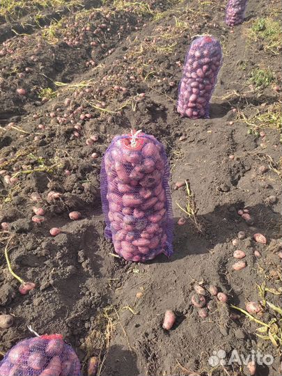 Продам картофель новый урожай с доставкой