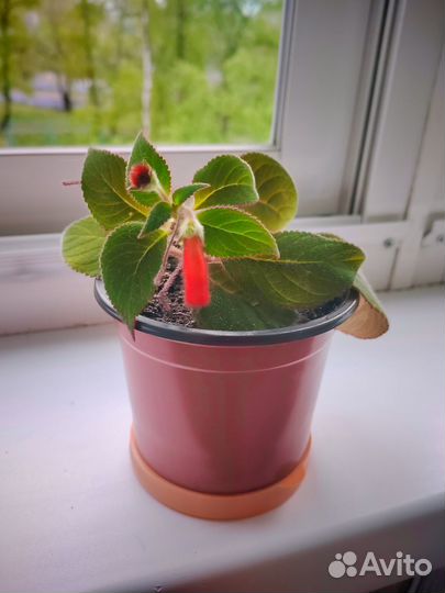 Колерия