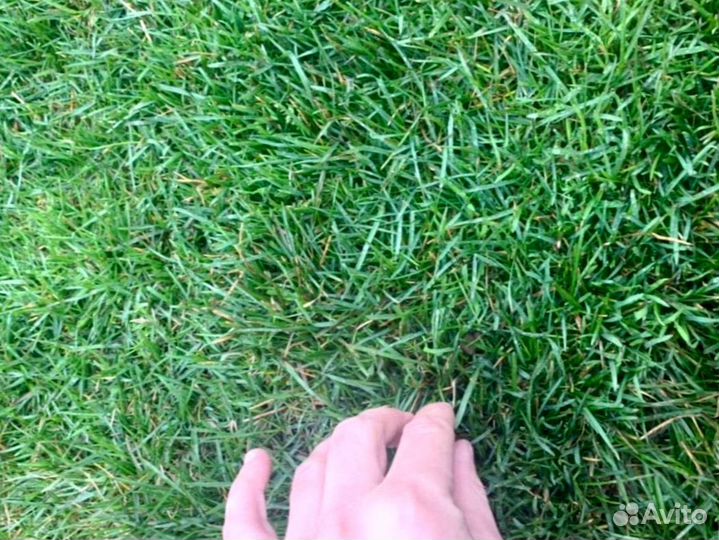 Газонная трава