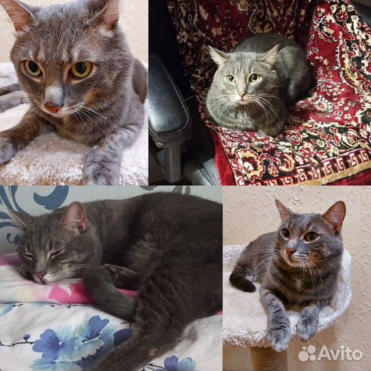 Кошечка в семью