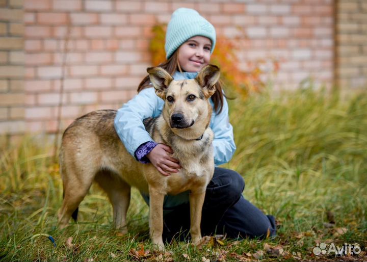 Собака в добрые руки