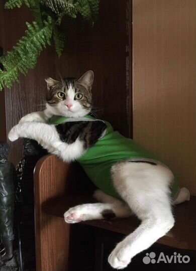 Гоша нуждается в добрых и заботливых ручках