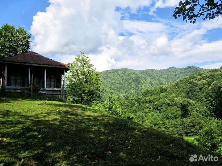 Грузинский чай, крупнолистовой настоящий (Гурия)