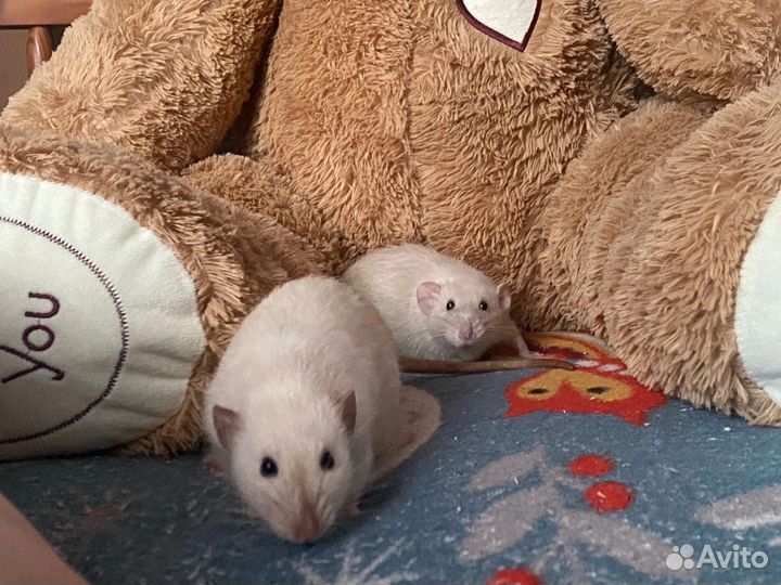 Декоративная крыса дамбо