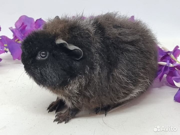 Морские свинки девочки