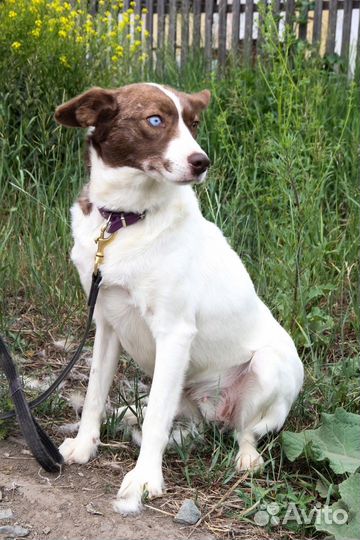 Белка ищет дом