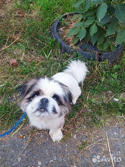 Передержка животных на время вашего отсутствия