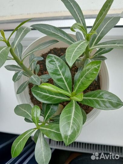 Комнатные цветы адениум