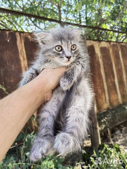 Котята 2х мес в добрые руки даром