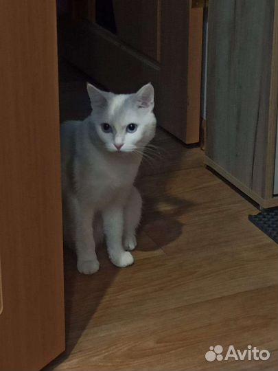 Кошка в дар