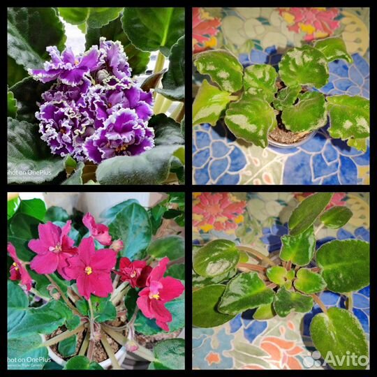 Фиалки,крассула, стапелия,алоэ