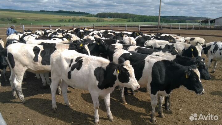 Коровы телята быки тёлки